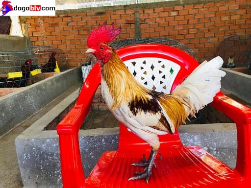 Cách nuôi gà tre sung giai đoạn còn nhỏ