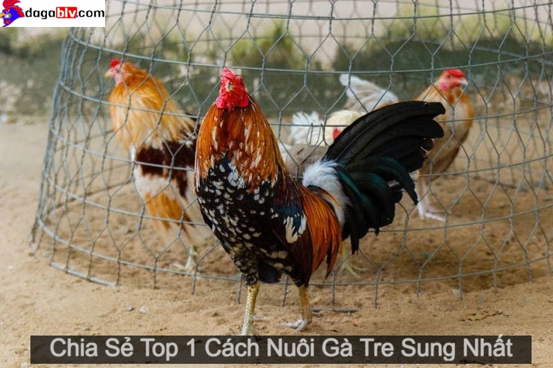 Cách nuôi gà tre sung