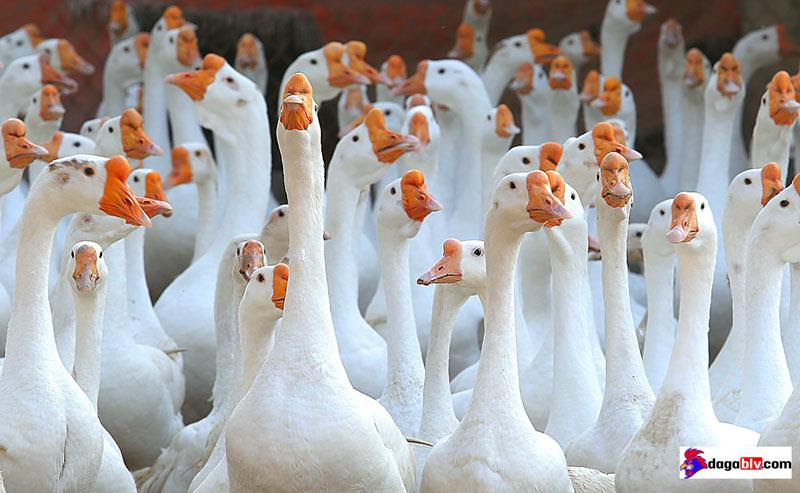 Có thể cho ngỗng ăn bã đậu hoặc cám công nghiệp trong giai đoạn trưởng thành