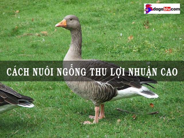 Cách nuôi ngỗng mau lớn