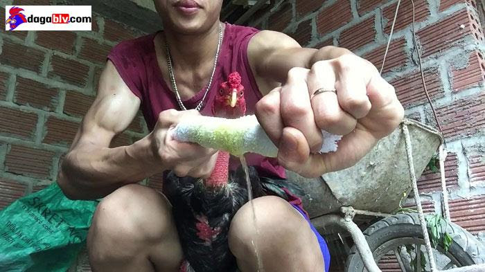 Cách om gà chọi tơ đúng kỹ thuật, đơn giản và hiệu quả 4 Cách om gà chọi tơ đúng kỹ thuật, đơn giản và hiệu quả Vắt sạch khăn để om gà chọi