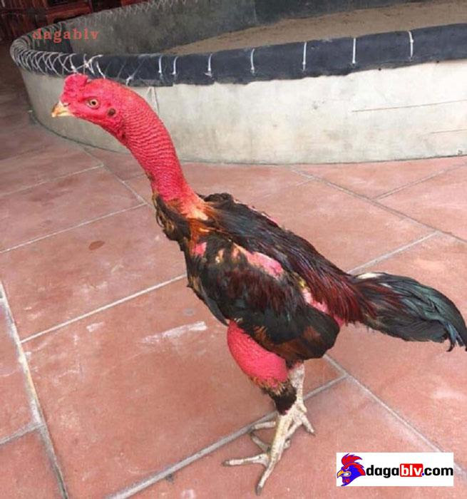 Cách om gà chọi tơ đúng kỹ thuật, đơn giản và hiệu quả 3 Cách om gà chọi tơ đúng kỹ thuật, đơn giản và hiệu quả Cách om gà chọi tơ