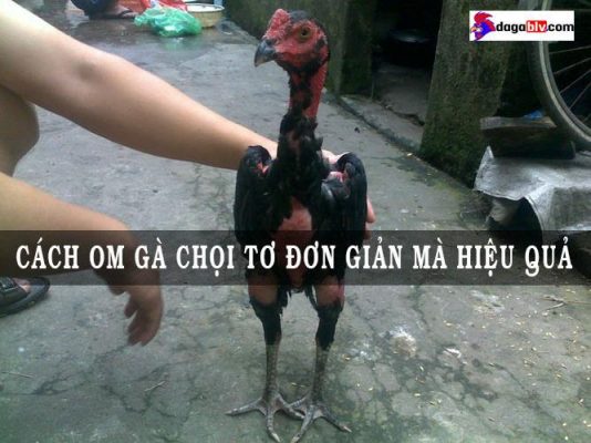 cách om gà chọi tơ