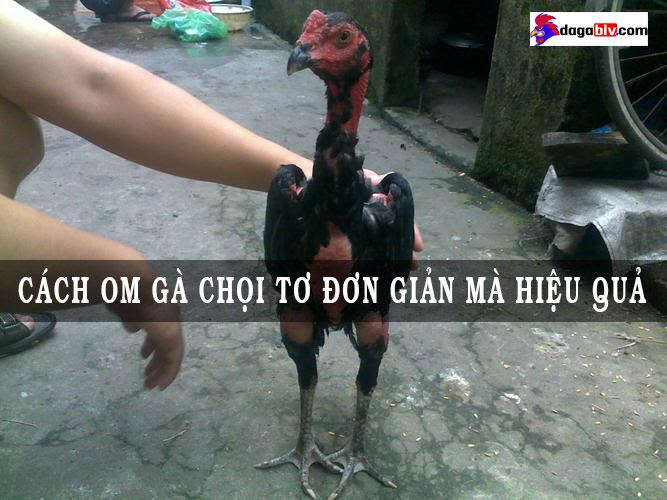 Cách om gà chọi tơ đúng kỹ thuật, đơn giản và hiệu quả 1 Cách om gà chọi tơ đúng kỹ thuật, đơn giản và hiệu quả Vì sao cần om gà chọi
