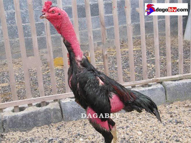 Cách om gà chọi tơ đúng kỹ thuật, đơn giản và hiệu quả 5 Cách om gà chọi tơ đúng kỹ thuật, đơn giản và hiệu quả Cách nuôi gà chọi tơ có lực