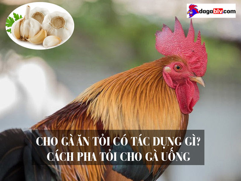 Cách pha tỏi cho gà uống