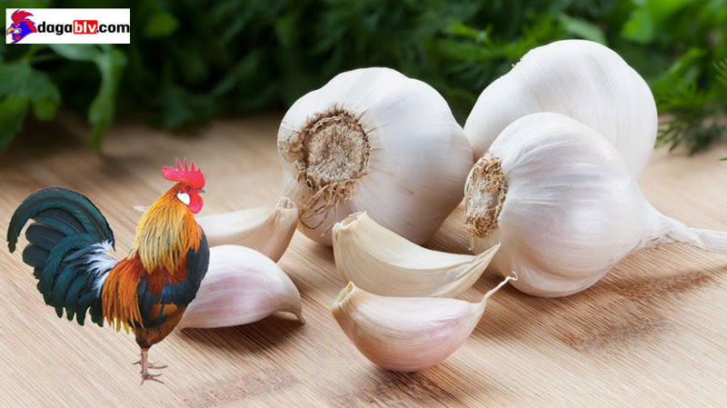 Cách làm tỏi cho gà uống - Liều lượng và thời gian