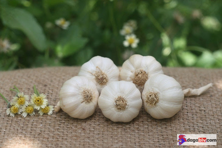Cách pha rượu tỏi cho gà uống hoặc cho gà dùng tỏi trực tiếp