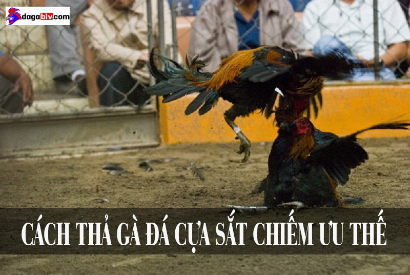 Cách thả gà đá cựa sắt chiếm ưu thế khi thi đấu - Bạn đã biết chưa? 1 Cách thả gà đá cựa sắt chiếm ưu thế khi thi đấu - Bạn đã biết chưa? Cách thả gà đá cựa sắt chuẩn Thomo