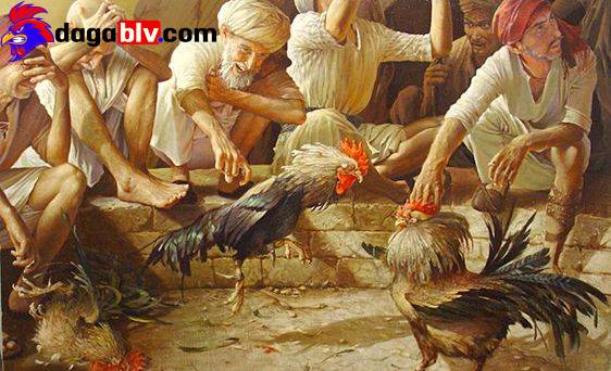 Cách thả gà đá cựa sắt chiếm ưu thế khi thi đấu - Bạn đã biết chưa? 7 Cách thả gà đá cựa sắt chiếm ưu thế khi thi đấu - Bạn đã biết chưa? Hướng dẫn nuôi gà đá cựa sắt