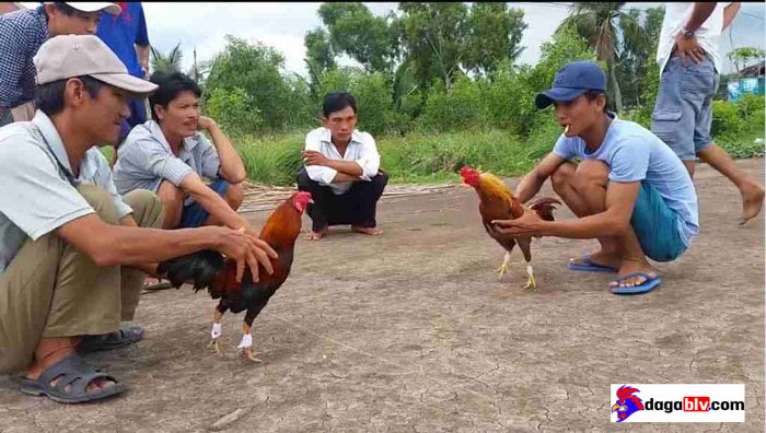 Cách thả gà đá cựa sắt chiếm ưu thế khi thi đấu - Bạn đã biết chưa? 4 Cách thả gà đá cựa sắt chiếm ưu thế khi thi đấu - Bạn đã biết chưa? Kỹ thuật sửa gà đá cựa sắt