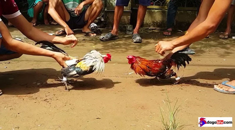 đá gà tre miền tây