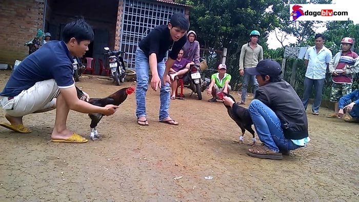 Cách thả gà đá cựa sắt chiếm ưu thế khi thi đấu - Bạn đã biết chưa? 8 Cách thả gà đá cựa sắt chiếm ưu thế khi thi đấu - Bạn đã biết chưa? Cách thả gà đá cựa sắt hay