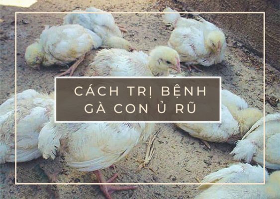 CÁCH TRỊ BỆNH GÀ CON Ủ RŨ HIỆU QUẢ