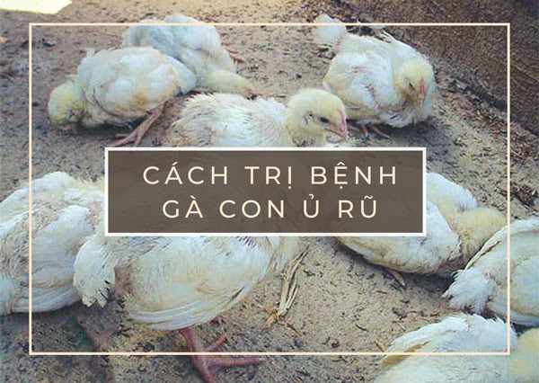 CÁCH TRỊ BỆNH GÀ CON Ủ RŨ HIỆU QUẢ
