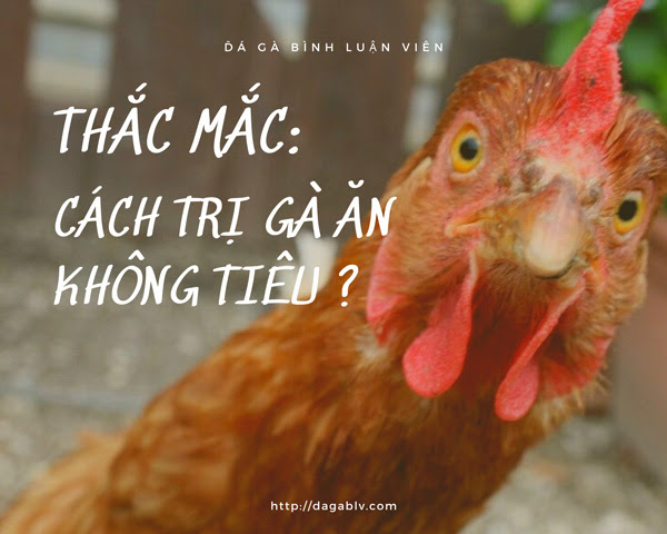 Cách trị gà ăn không tiêu
