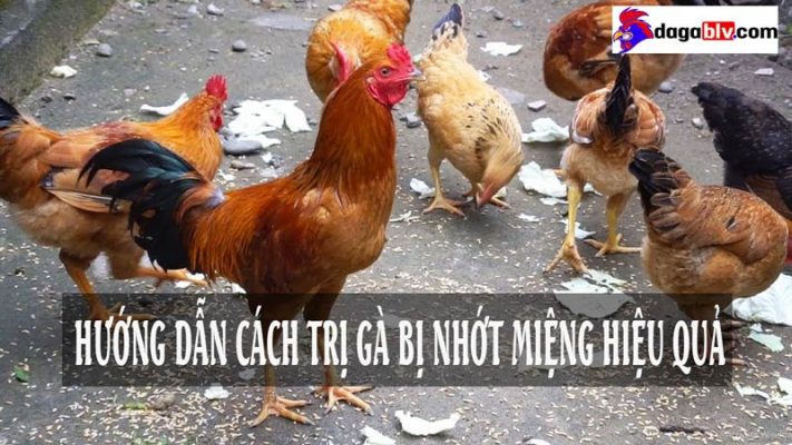 cách trị gà bị nhớt miệng