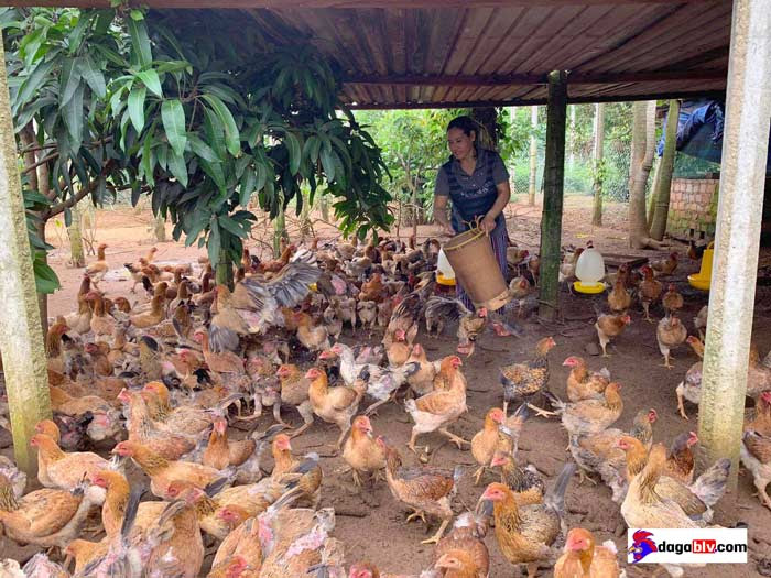 Cách trị gà bị nhớt miệng hay nhất
