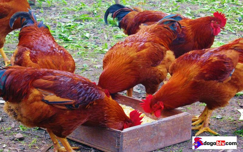 Cách phòng gà bị nhớt miệng