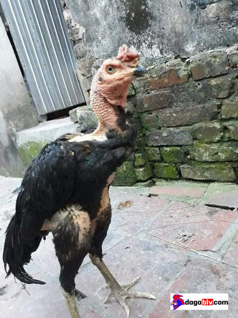 Tại Sao Gà Chọi Bị Tái Mặt? Cách Trị Gà Bị Tái Mặt Nhanh Khỏi 3 Tại Sao Gà Chọi Bị Tái Mặt? Cách Trị Gà Bị Tái Mặt Nhanh Khỏi Cách trị gà bị tái mặt theo từng nguyên nhân