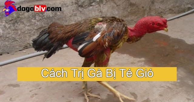 Cách trị gà bị té gió