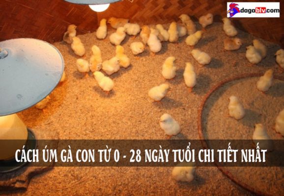 cách úm gà con