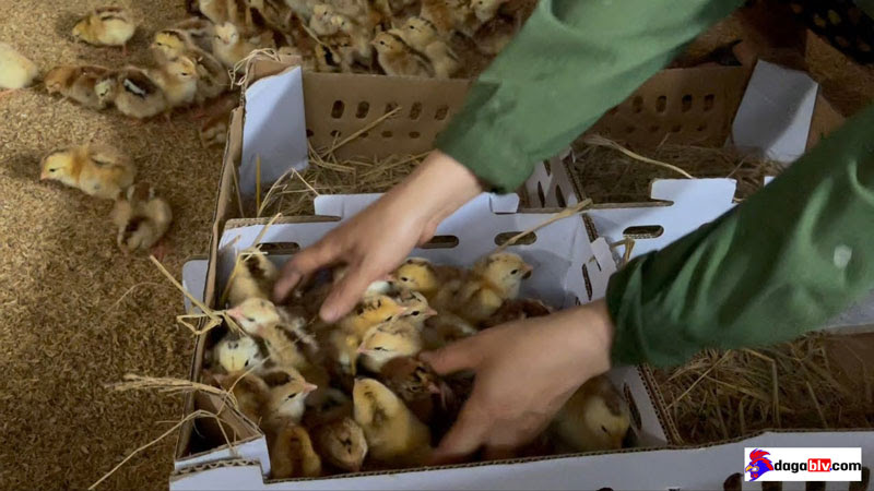 Kỹ thuật nuôi gà con