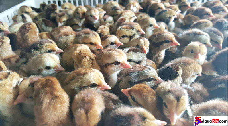 Cách úm gà con và Cách phòng bệnh