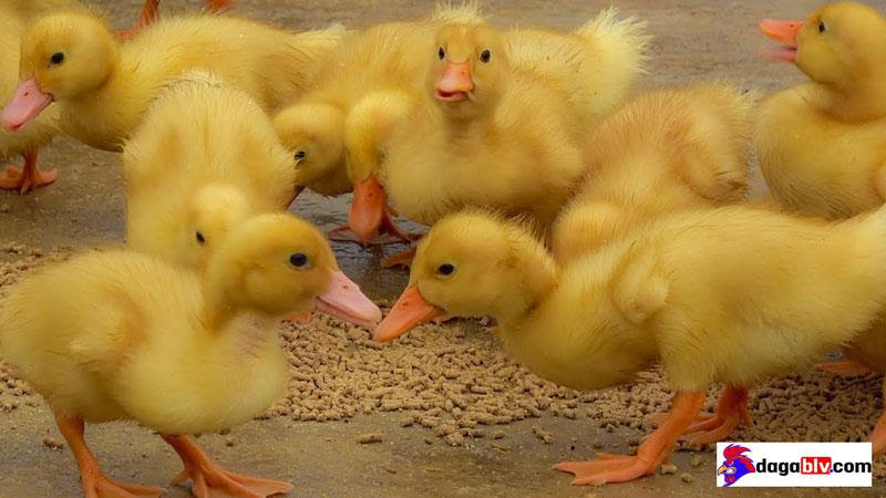 Vịt con ăn gì? Giải đáp thắc mắc về thức ăn cho vịt con mau lớn 5 Vịt con ăn gì? Giải đáp thắc mắc về thức ăn cho vịt con mau lớn cách úm vịt con