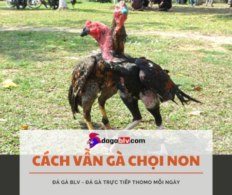 Cách vần gà chọi non