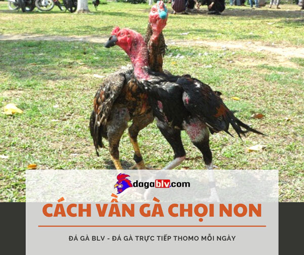 HƯỚNG DẪN CÁCH VẦN GÀ CHỌI NON CHIẾN HAY 1 HƯỚNG DẪN CÁCH VẦN GÀ CHỌI NON CHIẾN HAY Cách vần gà chọi non
