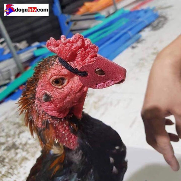 HƯỚNG DẪN CÁCH VẦN GÀ CHỌI NON CHIẾN HAY 2 HƯỚNG DẪN CÁCH VẦN GÀ CHỌI NON CHIẾN HAY Kỳ vần hơi đầu tiên cho gà chọi non