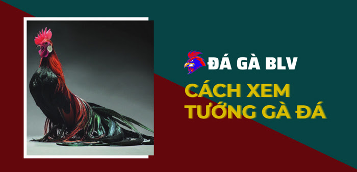 Cách xem tướng gà đá