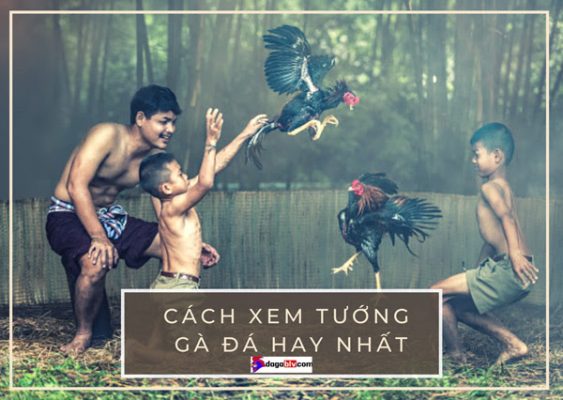 Cách xem tướng gà đá tuy dễ mà khó không phải ai cũng biết