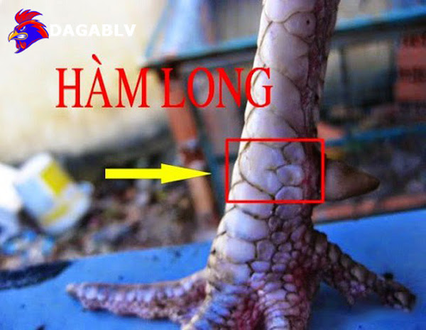 Vảy Hàm long nổi tiếng