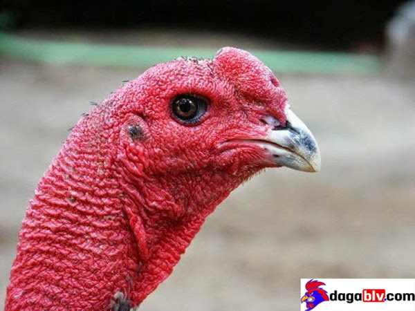 Cách làm cổ gà chọi to - Những con gà chiến có cổ to sẽ áp đảo được đối thủ