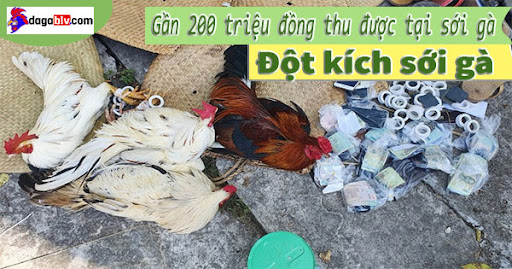 Cảnh sát cải trang để đột kích sới gà 2 Cảnh sát cải trang để đột kích sới gà Gần 200 triệu đồng thu được tại sới gà. Ảnh: Văn Vũ.