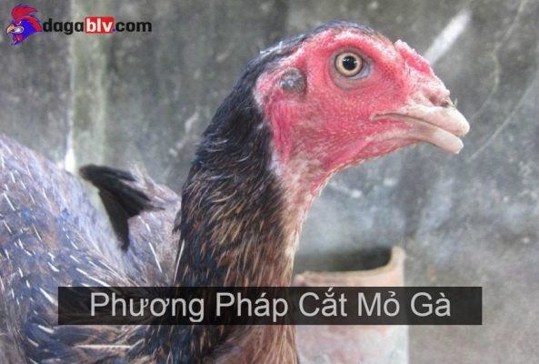 cắt mỏ gà