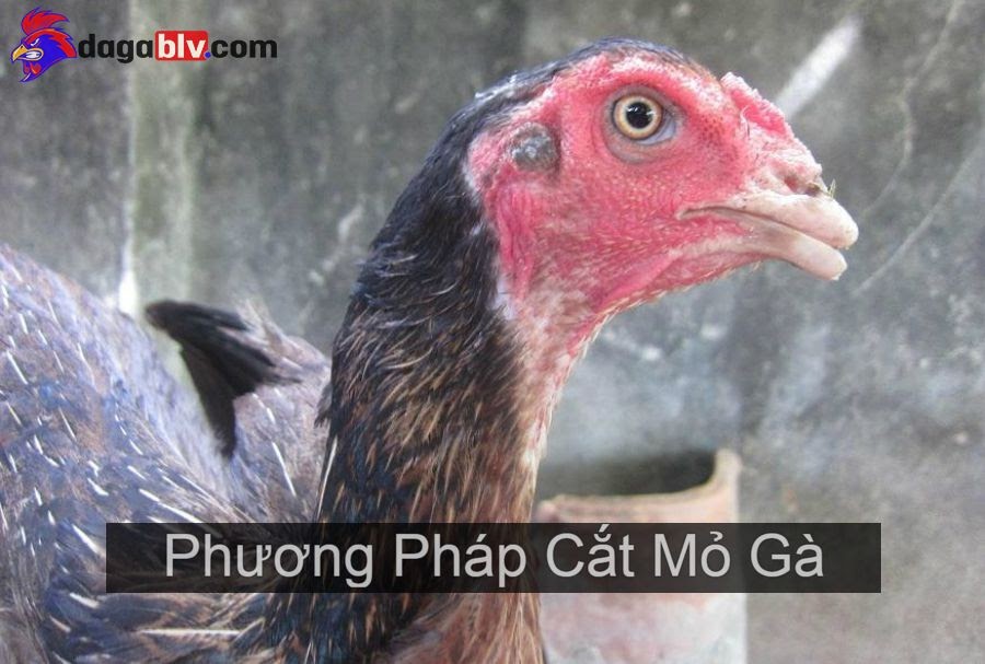 Cắt Mỏ Gà Để Làm Gì? Phương Pháp Cắt Mỏ Gà 1 Cắt Mỏ Gà Để Làm Gì? Phương Pháp Cắt Mỏ Gà Cắt mỏ gà