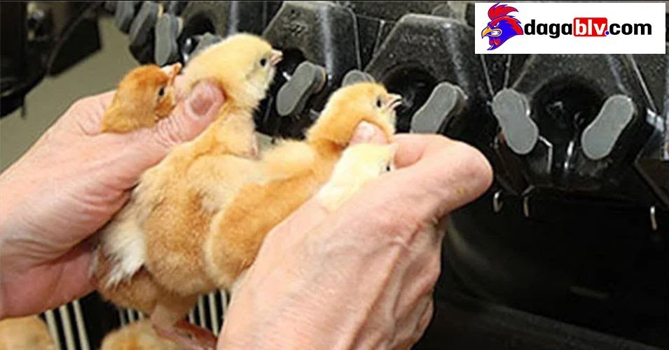 Cắt Mỏ Gà Để Làm Gì? Phương Pháp Cắt Mỏ Gà 3 Cắt Mỏ Gà Để Làm Gì? Phương Pháp Cắt Mỏ Gà Cắt Mỏ Gà Bằng Máy