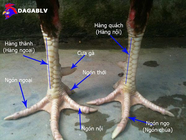 Mặt tiền chân gà chọi
