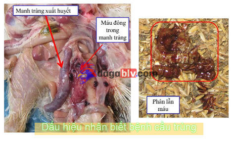 Vacxin Cầu Trùng Gà & Kiểm Soát Bệnh Cầu Trùng Gà Hiệu Quả 3 Vacxin Cầu Trùng Gà & Kiểm Soát Bệnh Cầu Trùng Gà Hiệu Quả Triệu chứng gà bị bệnh cầu trùng