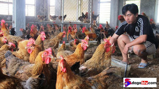nuôi gà trong nhà 2 tầng