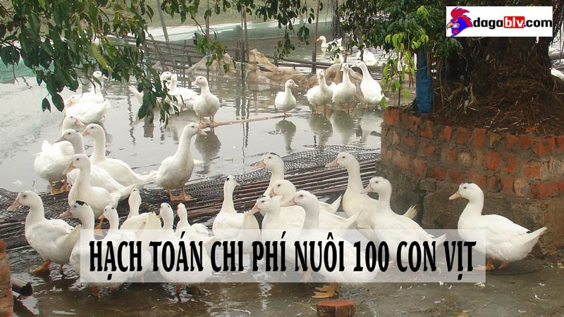 Chi phí nuôi 100 con vịt là bao nhiêu?