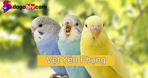 Vẹt Yến Phụng - Những Điều Cần Biết Khi Nuôi Loài Vẹt Này 1 Vẹt Yến Phụng - Những Điều Cần Biết Khi Nuôi Loài Vẹt Này Vẹt yến phụng