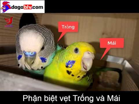 Vẹt Yến Phụng - Những Điều Cần Biết Khi Nuôi Loài Vẹt Này 2 Vẹt Yến Phụng - Những Điều Cần Biết Khi Nuôi Loài Vẹt Này Phân biệt vẹt trống và mái