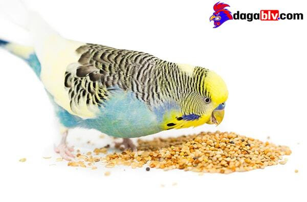 Vẹt Yến Phụng - Những Điều Cần Biết Khi Nuôi Loài Vẹt Này 4 Vẹt Yến Phụng - Những Điều Cần Biết Khi Nuôi Loài Vẹt Này Thức ăn cho vẹt