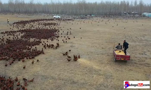 Tập cho đàn gà 70 nghìn con chạy bộ 10km mỗi ngày 1 Tập cho đàn gà 70 nghìn con chạy bộ 10km mỗi ngày Nuôi gà chạy bộ