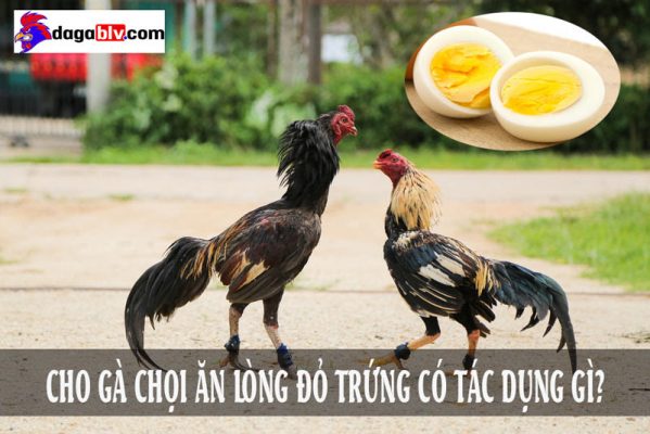 cho gà chọi ăn lòng đỏ trứng