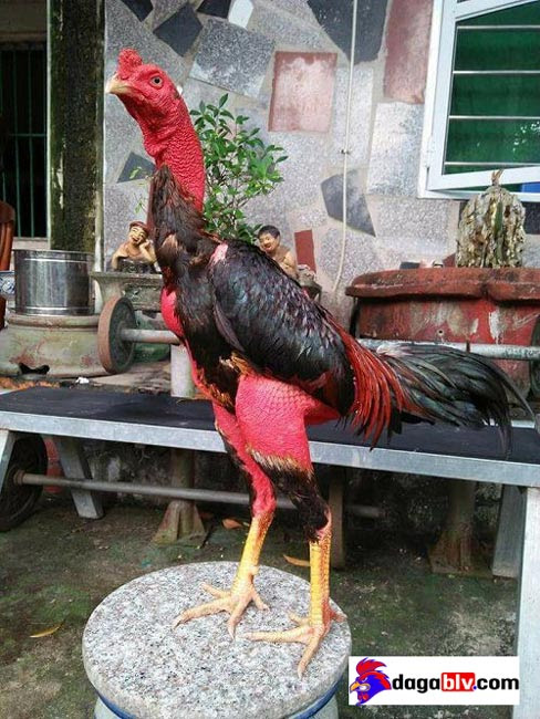 Tại sao nên cho gà chọi ăn lòng đỏ trứng? Tác dụng của lòng đỏ trứng với gà chọi 3 Tại sao nên cho gà chọi ăn lòng đỏ trứng? Tác dụng của lòng đỏ trứng với gà chọi Cho gà chọi ăn lòng đỏ trứng trước khi ra độ